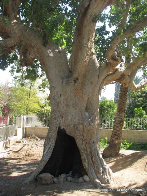 THROUGH THE LAND OF ISRAEL III: The Traditional Sycamore Tree of Zacchaeus-Jericho. Is it really ...