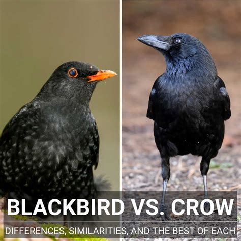 Blackbird Vs Crow - Differences, Similarities And Best Of Each