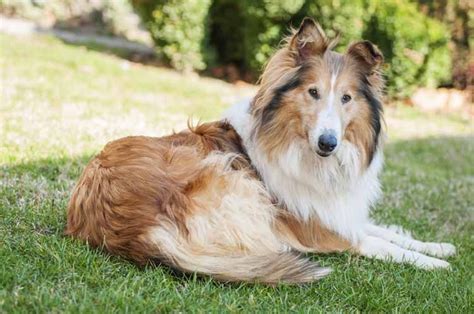 Herding Dogs | Herding Dog Breeds Information, Facts & Pictures