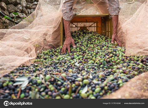 The seasonal harvest of olives in Puglia, south of italy Stock Photo by ...