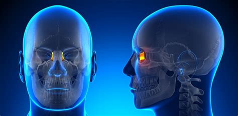 Lacrimal Bone - The Definitive Guide | Biology Dictionary