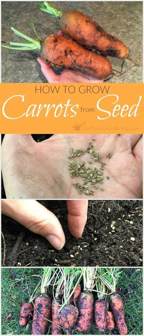 Harvesting Carrot Seeds: A Step-by-Step Guide - PlantHD