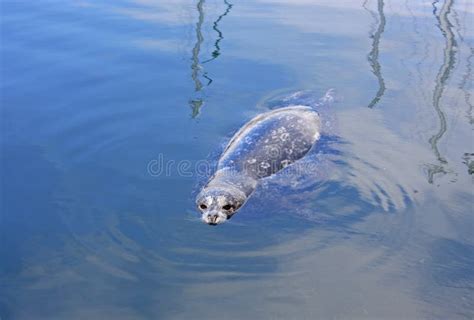 Harbour Seal stock photo. Image of wild, common, mammal - 83643138