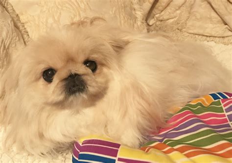 Pekingese Puppies For Sale | Tulsa, OK #262159 | Petzlover