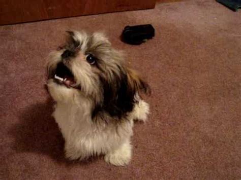 Tucker My Shih tzu puppy, barking and howling at his toy - YouTube