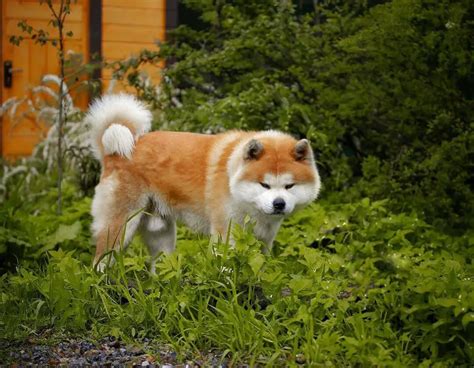 15 Reasons Why Akita Inu Make Great Friends - PetTime