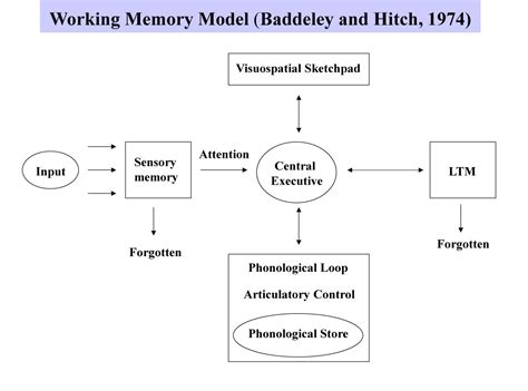 Working Memory Model (Baddeley and Hitch)