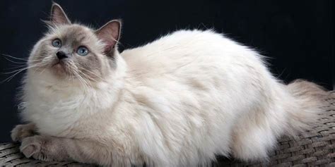 Ragdoll – cat with blue eyes | DinoAnimals.com