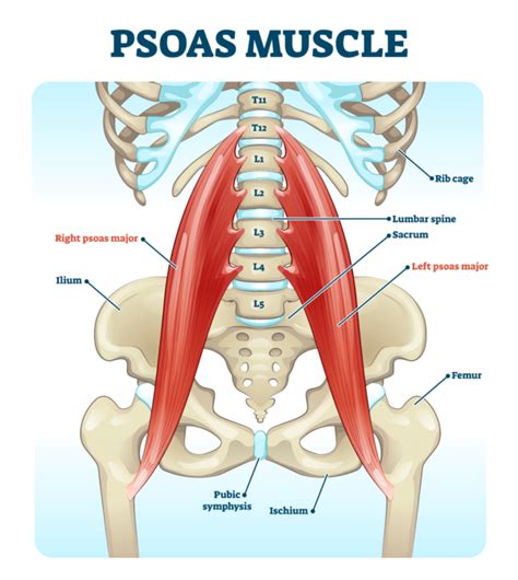 The Importance of the Psoas Stretch for Cyclists - I Love Bicycling