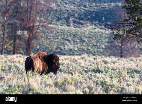 American Plains Bison, Bison bison, Bison, Yellowstone Nationalpark, USA, bull Stock Photo - Alamy