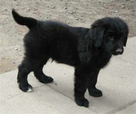 Black Golden Retriever Puppies For Sale | PETSIDI