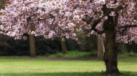 Growing cherry blossoms and other blossom trees in Sydney | Flower Power