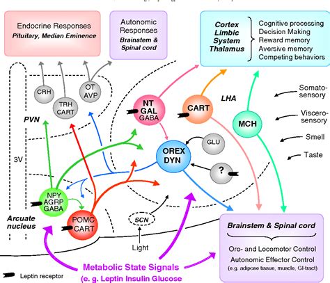 Figure 3 from The lateral hypothalamus as integrator of metabolic and environmental needs: From ...