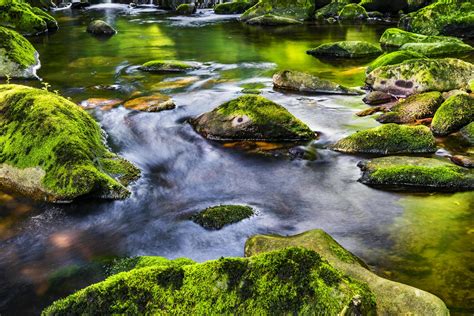 Landscape Photography of River in Forest · Free Stock Photo