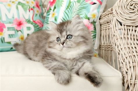 Silver Persian Kittens For Sale - Doll Face Persian KittensPersian Kittens For Sale in a Rainbow ...