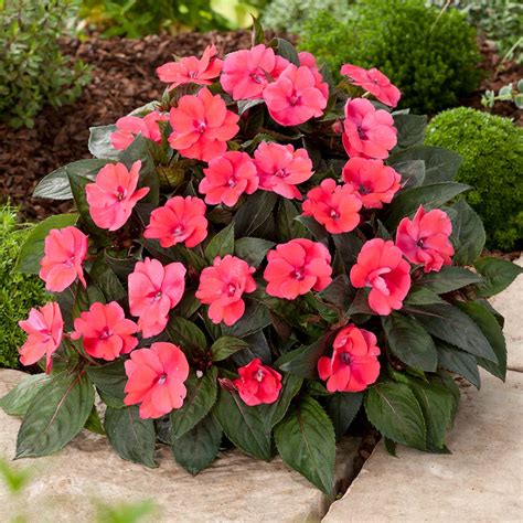 Impatiens Sunpatiens Compact Collection | Express Garden Shop