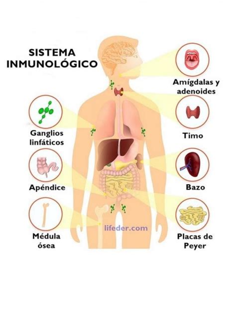 Sistema Inmunitario