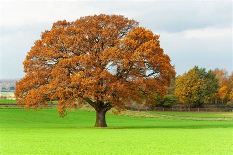 11 Types of Oak Trees in Mississippi: An Ultimate Guide – Plant Grower ...