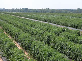 Commercial Tomato Production Handbook | UGA Cooperative Extension