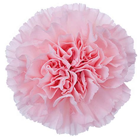 Carnation Pale Pink | Cut Mothers Day | Flower Suppliers Wholesale Flowers Direct