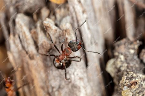 Premium Photo | Big red forest ant in natural habitat