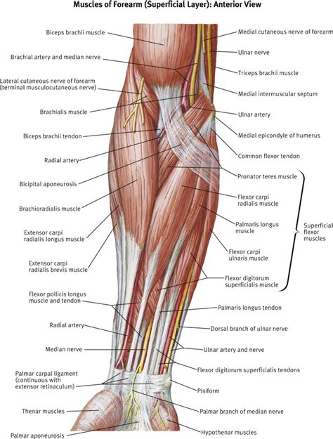 The antecubital fossa - Surgery - Oxford International Edition