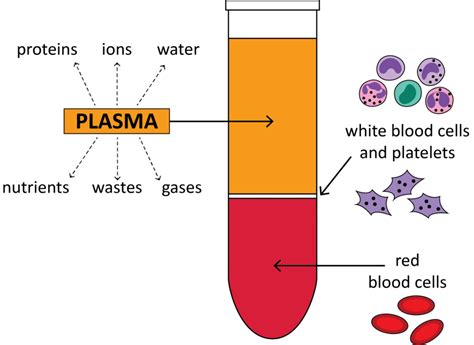 Blood Separation. Learn the process, techniques, recommendations