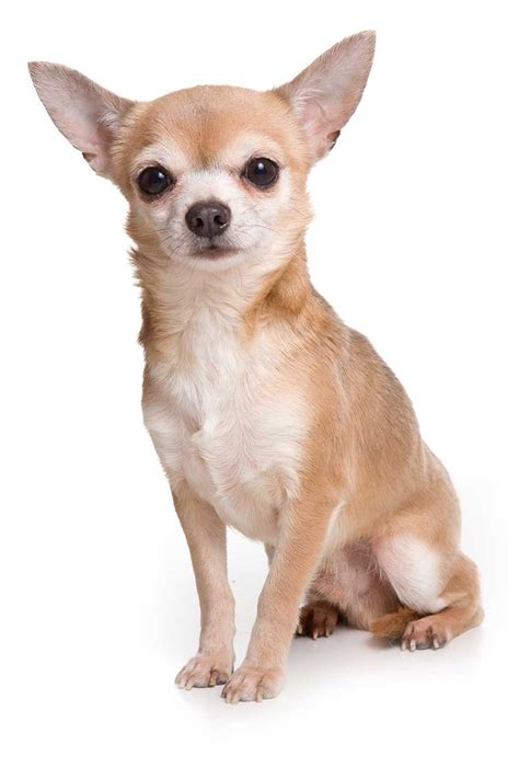 6+ Different Types of Chihuahuas Dog Mixes Breeds with Pictures ...