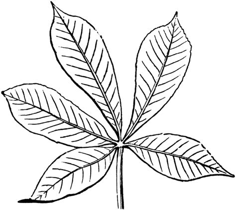 Free Buckeye Leaf Cliparts, Download Free Buckeye Leaf Cliparts png ...