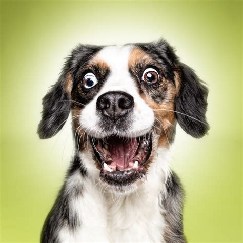 Funny (Dog) Faces – Erblicken.com