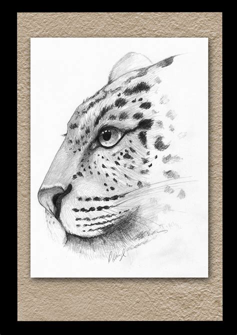 Leopard Sketch | Traditional pencil on paper. | Daniel Cubbage | Flickr