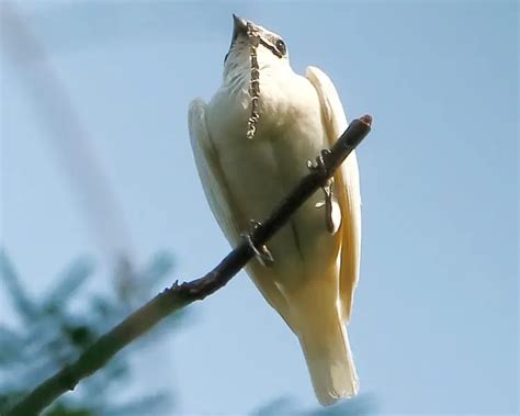 White bellbird - Facts, Diet, Habitat & Pictures on Animalia.bio