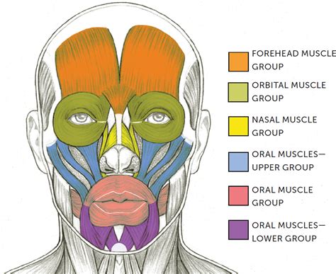 I will also be introducing the muscles of the jaw and one muscle of the neck, the platysma, that ...