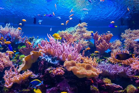 National SEA LIFE Centre Birmingham - Home to the UK’s Only 360-Degree Ocean Tunnel - Go Guides