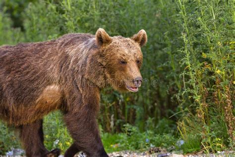 European Brown Bear Ursus Arctos Arctos in Natural Habitat. Romania ...