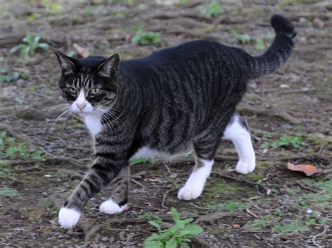 tabby with white belly | dark gray tabby she cat with white paws muzzle ...