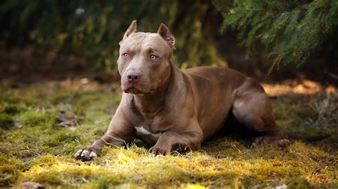 Male Pit Bull Vs. Female Pit Bull: 6 Key Differences - AZ Animals