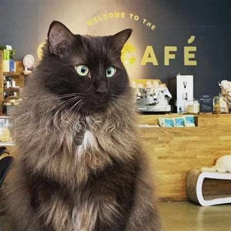 Manchester's Cat Cafe Is Looking For A 'Human Servant' To Care For Its Cats