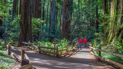 Cathedral Grove (U.S. National Park Service)