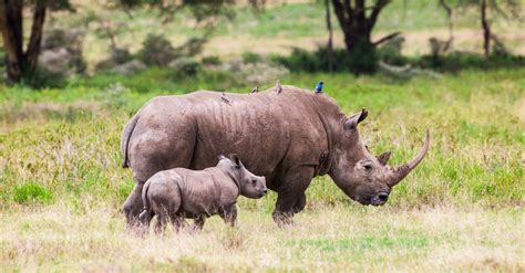 Rhinos Gestation Period: How Long Are Rhinos Pregnant? - A-Z Animals