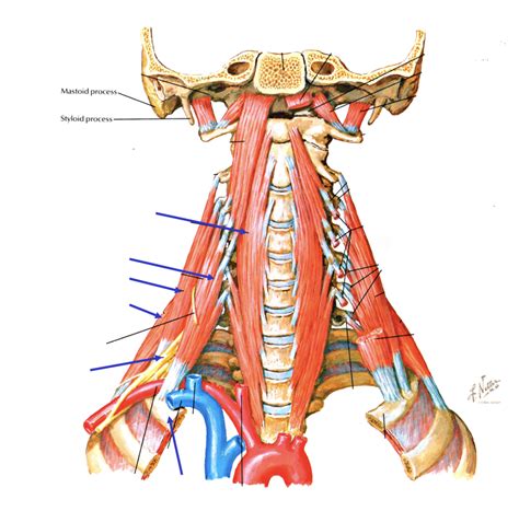 Longus Colli Diagram | Quizlet