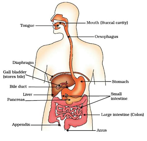 Digestive System Drawing at GetDrawings | Free download