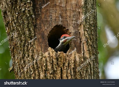 10,793 Woodpeckers Nesting Images, Stock Photos, 3D objects, & Vectors | Shutterstock