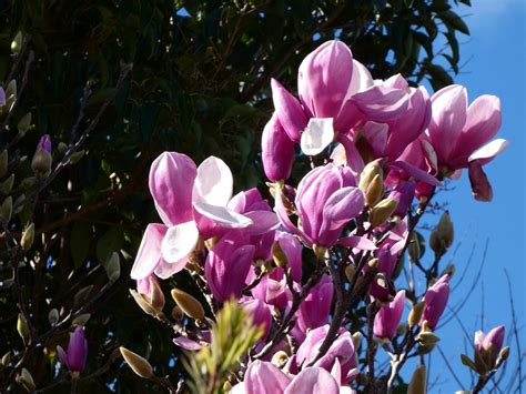 Pink Magnolia Tree Flower - Free photo on Pixabay - Pixabay