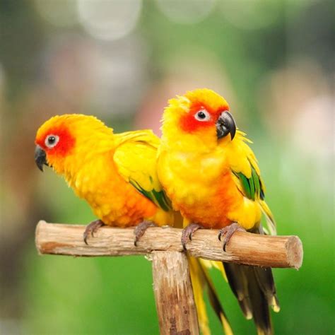 Parrots Wallpapers - Wallpaper Cave