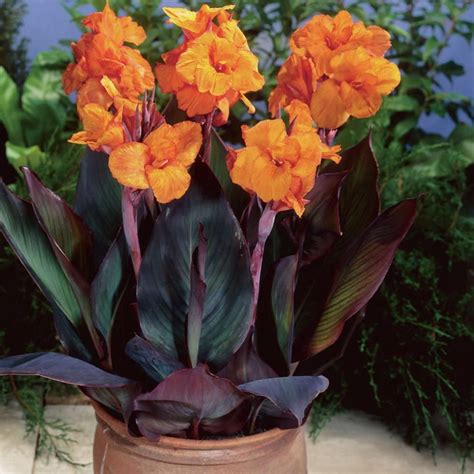 Van Zyverden Cannas Bronze Leafed Wyoming Bulbs (Set of 6) | Canna bulbs, Summer bulbs, Bulb flowers