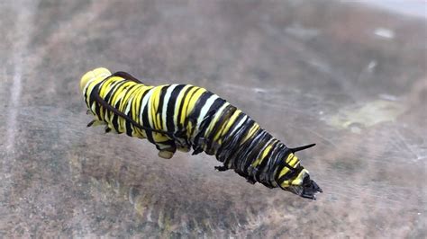 MONARCH Caterpillar MOLTING...shedding its skin! - YouTube