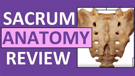 Sacrum Anatomy | Sacral Promontory, Cornua, Hiatus, Ala, Apex, Canal ...