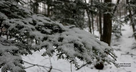 Photo of the Day: Jan. 4, 2016 - Snowy Evergreens - Old Mission Gazette