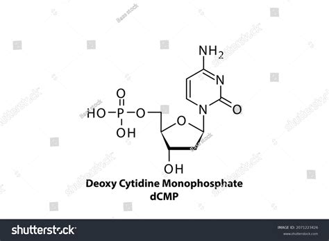 Dcmp Deoxycytidine Monophosphate Nucleotide Molecule Strcuture Stock Vector (Royalty Free ...